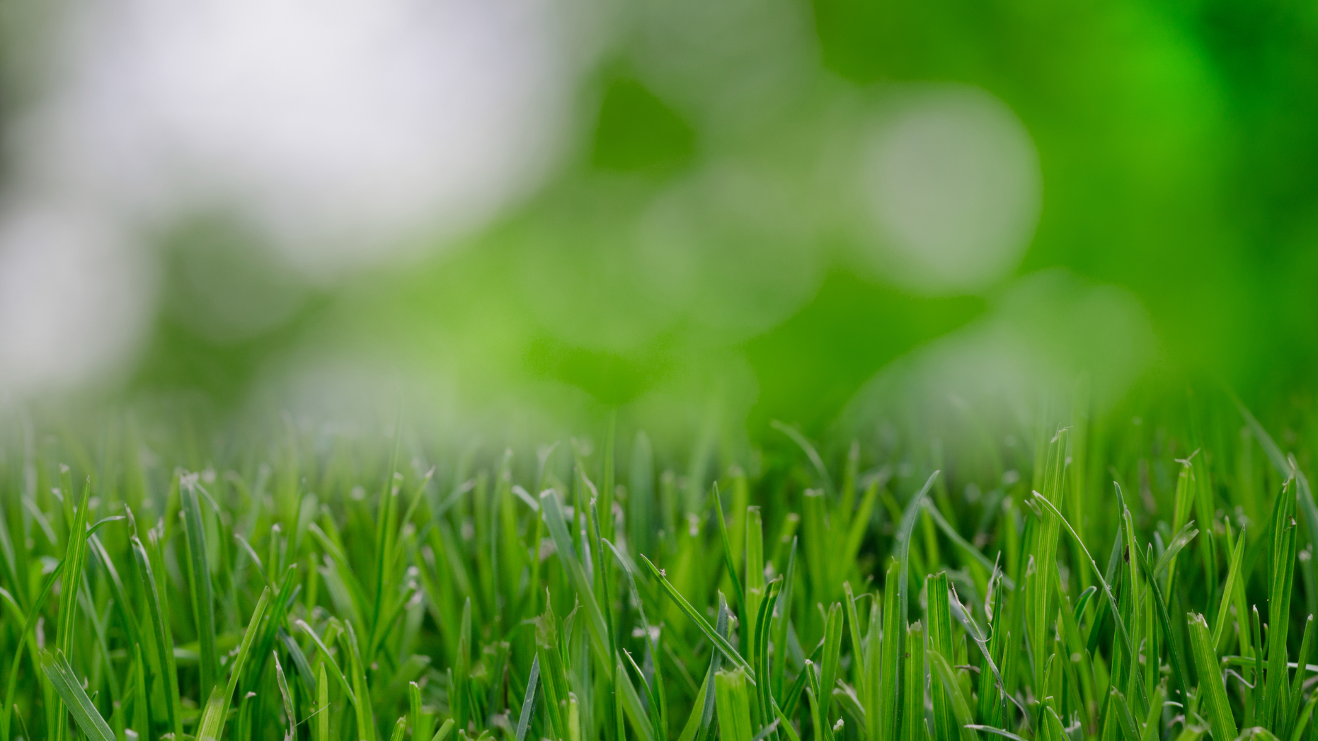 You are currently viewing Low-Maintenance Lawns: 10 Tips To Follow